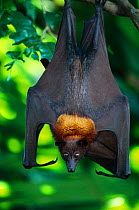 Flying fox {Pteropus genus} hanging from branch in tree, occurs in Malaysia, South East Asia