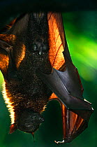 Flying fox {Pteropus genus} asleep and hanging upside down from branch, occurs in Malaysia, South East Asia