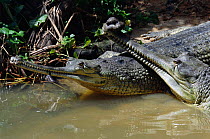 Two Indian gharials {Gavialis gangeticus} India, Endangered species. The male (on the right) has an appendage or ghara on his nose which amplifies mating call.