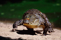 Front view of Mugger or Marsh crocodile {Crocodylus palustris} walking on four limbs out of water, India