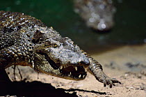Mugger / Marsh crocodile {Crocodylus palustris} walking on four limbs, India