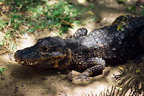 West African dwarf crocodile {Osteolaemus tetraspis}, occurs in West Africa, Endangered species
