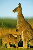 Eastern grey kangaroo with joey suckling (Macropus giganteus) Australia