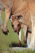 Eastern grey kangaroo joey in mother's pouch {Macropus giganteus} Australia.