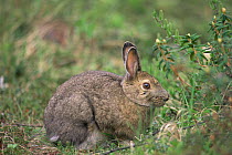 Snowshoe Hare {Lepus americanus} Great Slave Lake, Canada Summer Coat