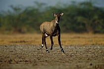 Male Nilgai running {Boselaphus tragocamelus} Rann of Kutch, Gujarat, India