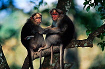 Bonnet macaques {Macaca radiata} grooming one another in tree Periyar NP, Kerala, India