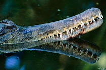 Face profile of False gharial {Tomistoma schlegelii} occurs in South East Asia, Endangered species.