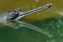Indian gharial {Gavialis gangeticus} head reflected in water, India, Endangered species.