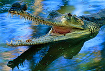 Male Indian gharial {Gavialis gangeticus} with mouth wide open in water, India, Endangered species. Ghara - appendage on end of nose helps amplify mating call.