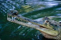 Male Indian gharial {Gavialis gangeticus} head profile, in water, India, Endangered species. Ghara - Appendage on end of nose - is to help amplify mating call.