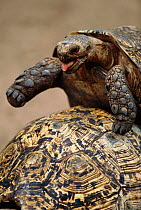 Mating Leopard tortoises {Geochelone pardalis} Kenya, East Africa