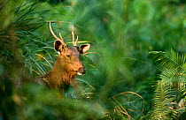 Male Indian sambar deer in vegetation {Cervus unicolor} Kaziranga NP, Assam, NE India