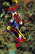 Mating nudibranchs {Nemobrotha purpureolineata} Sulawesi, Indonesia Indo-Pacific