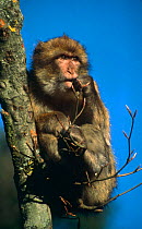Barbary ape in tree {Macaca sylvanus} North Africa