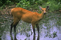 Female Marsh deer (Blastocerus dichotomus) in water, Pantanal, Brazil, vulnerable species