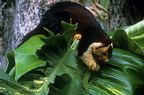Giant malabar / Indian giant squirrel {Ratufa indica} feeding on leaf, Periyar NP, Kerala, Southern India