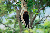 Nilgiri langur {Presbytis johni} in tree Periyar NP, Kerala, Southern India, Endangered species. Also known as Hooded / Leonine / Gray headed black leaf monkey.