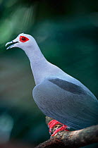 Profile portrait of Pinon's imperial pigeon {Ducula pinon} native to Papua New Guinea