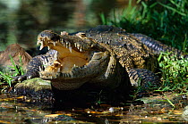 Morelet's crocodile {Crocodylus moreletii} with open mouth, native to Belize, Guatemala and Mexico. Also known as Central America / Mexican / Belize crocodile.