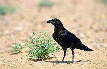 Brown necked raven on ground {Corvus ruficollis} Jaaluni, Oman