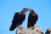 Thick billed ravens interacting {Corvus crassirostris} Simien NP, Ethiopia, East Africa