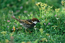 Spanish sparrow {Passer hispaniolensis} feeding on ground, Island of Lesbos, Greece.