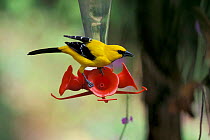 Yellow oriole on nectar feeder {Icterus nigrogularis} Trinidad Caribbean