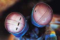 Compound eyes of Smasher Mantis shrimp {Odontodactylus scyllarus} Sulawesi, Indonesia