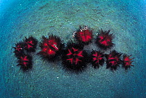 Radiant sea urchins {Astropyga radiata} stick close together in defence on sea floor Sulawesi Indonesia, providing shelter / mini habitat for fish and crabs