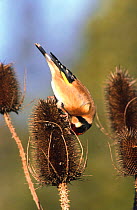 Goldfinch feeds on teasel seed head {Carduelis carduelis} Gloucestershire, UK