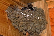 Welcome swallow nest with chicks (Hirundo neoxena) note defaecation on outside, Tasmania