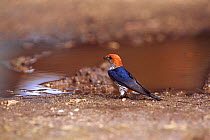 Lesser striped swallow collects mud for nest {Cecropsis abyssinica} Zanzibar, Tanzania