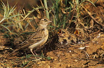 Greater short toed lark {Calandrella brachydactyla} adult and chicks at nest on ground, Spain