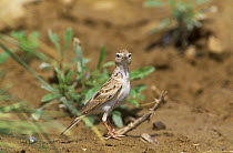 Greater short-toed lark {Calandrella brachydactyla} Sohar, Oman