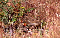 Crested lark at ground nest with chicks {Galerida cristata} Spain