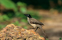 Blackcap babbler {Turdoides reinwardtii} Gambia
