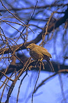 Jungle babbler {Turdoides striatus} Keoladeo NP, Bharatpur, Rajasthan, India