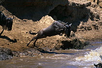 Wildebeest jumping into Mara river {Connochaetes taurinus} Masai Mara NR, Kenya