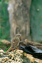 Lincoln's sparrow {Zonotrichia lincolnii} on ground, Texas, USA
