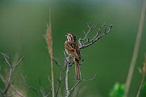 Song sparrow singing {Zonotrichia melodia} Stone Harbor, New Jersey, USA.