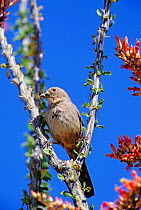 Brown towhee {Pyrgisoma fuscum} Arizona, USA