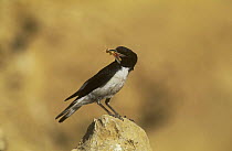 Hume's wheatear {Oenanthe alboniger} perched on rock with insect prey, Sunub, Oman