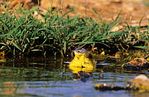 Yellow wagtail {Motacilla flava flava} bathing, Al Ansab, Oman