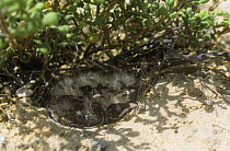 Black crowned sparrow / finch lark {Eremopterix nigriceps} chicks in nest, sheltering from sun, Bahrain