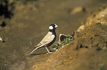 Black crowned sparrow / finch lark {Eremopterix nigriceps} Sohar, Oman