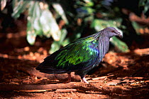 Nicobar pigeon, captive {Caloenas nicobarica} occurs Andaman + Nicobar islands