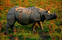 RF- Female Indian rhinoceros (Rhinoceros unicornis) profile. Royal Chitwan National Park, Nepal. Endangered species. (This image may be licensed either as rights managed or royalty free.)