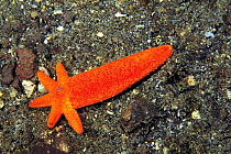 A new Starfish {Fromia} regenerates from detached arm, Sulawesi Indonesia. NB will have 6 arms instead of normal 5