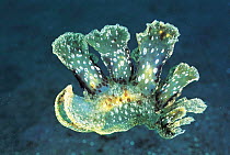 Dendronotid nudibranch {Melibe fimbriata} resembles mass of algae and has a large cerata (projection from body surface) with rounded oral hood around mouth, Sulawesi Indonesia